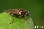 Cheilosia vernalis