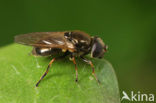 Kustgitje (Cheilosia vernalis)