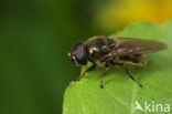 Kustgitje (Cheilosia vernalis)