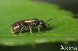 Langkopsmaragdgroefbij (Lasioglossum morio)