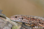 Viviparous Lizard (Zootoca vivipara)