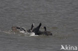 Common Coot (Fulica atra)