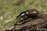 Dung beetle (Aphodius sp.)