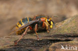 Median Wasp (Dolichovespula media)