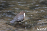 Middeneuropese Waterspreeuw (Cinclus cinclus aquaticus)