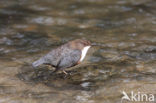 Middeneuropese Waterspreeuw (Cinclus cinclus aquaticus)