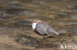 Middeneuropese Waterspreeuw (Cinclus cinclus aquaticus)