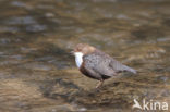 Middeneuropese Waterspreeuw (Cinclus cinclus aquaticus)