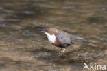 Middeneuropese Waterspreeuw (Cinclus cinclus aquaticus)