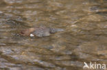 Middeneuropese Waterspreeuw (Cinclus cinclus aquaticus)