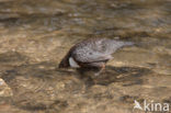 Middeneuropese Waterspreeuw (Cinclus cinclus aquaticus)