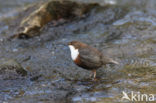 Middeneuropese Waterspreeuw (Cinclus cinclus aquaticus)