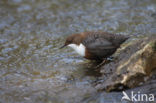 Middeneuropese Waterspreeuw (Cinclus cinclus aquaticus)