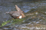 Middeneuropese Waterspreeuw (Cinclus cinclus aquaticus)