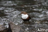 Middeneuropese Waterspreeuw (Cinclus cinclus aquaticus)