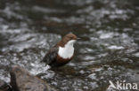 Middeneuropese Waterspreeuw (Cinclus cinclus aquaticus)