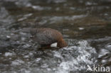 Middeneuropese Waterspreeuw (Cinclus cinclus aquaticus)