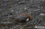 Middeneuropese Waterspreeuw (Cinclus cinclus aquaticus)