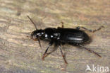 Moerasboszwartschild (Pterostichus nigrita)