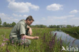 Moeraskartelblad (Pedicularis palustris) 