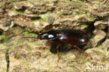 Moerassnelloper (Agonum fuliginosum)