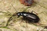 Moerassnelloper (Agonum fuliginosum)