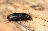 Moeraszwartschild (Pterostichus minor)