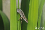 Wall Lizard (Podarcis muralis)