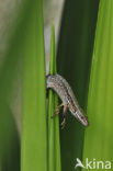 Wall Lizard (Podarcis muralis)