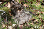 European Nightjar (Caprimulgus europaeus)