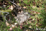 European Nightjar (Caprimulgus europaeus)