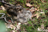 European Nightjar (Caprimulgus europaeus)