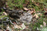 European Nightjar (Caprimulgus europaeus)