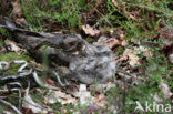 European Nightjar (Caprimulgus europaeus)
