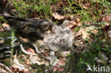 European Nightjar (Caprimulgus europaeus)
