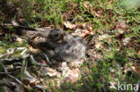 European Nightjar (Caprimulgus europaeus)