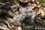 European Nightjar (Caprimulgus europaeus)