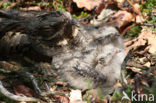 European Nightjar (Caprimulgus europaeus)