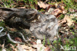 European Nightjar (Caprimulgus europaeus)