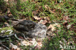 European Nightjar (Caprimulgus europaeus)