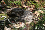 European Nightjar (Caprimulgus europaeus)