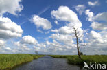 National Park Weerribben-Wieden