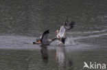 Egyptian Goose (Alopochen aegyptiaca)