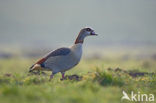 Egyptian Goose (Alopochen aegyptiaca)