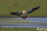 Egyptian Goose (Alopochen aegyptiaca)