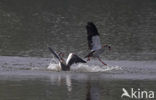 Egyptian Goose (Alopochen aegyptiaca)