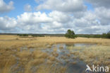 Purple Moor-grass (Molinia caerulea)