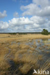 Purple Moor-grass (Molinia caerulea)