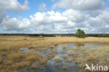 Purple Moor-grass (Molinia caerulea)