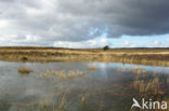 Purple Moor-grass (Molinia caerulea)